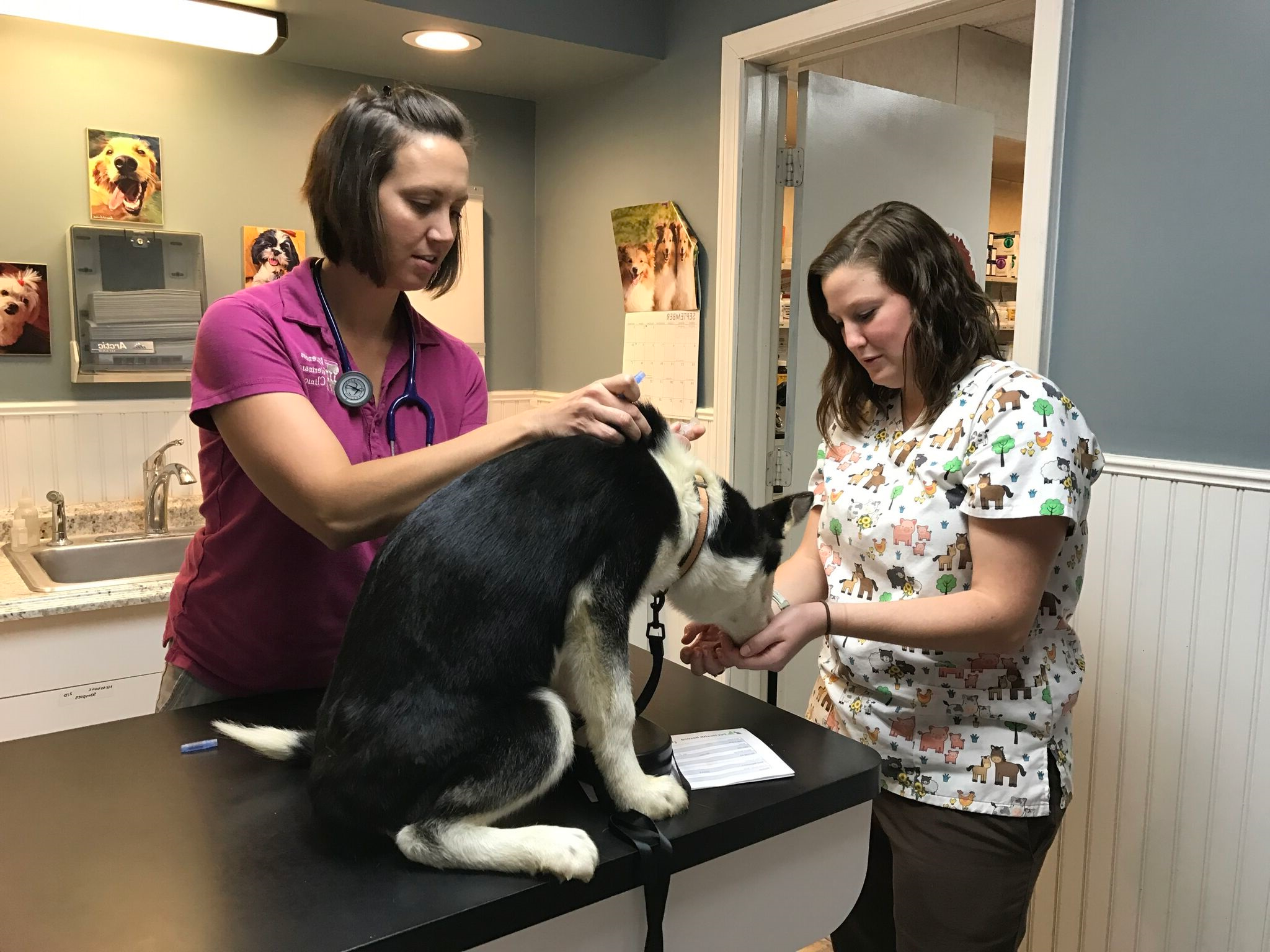 Wearing scrubs, Brenna Edmiston, a female, and another female with stethoscope around her neck, examine a medium-size, multicolored dog who is sitting on a table in a vet office exam room.